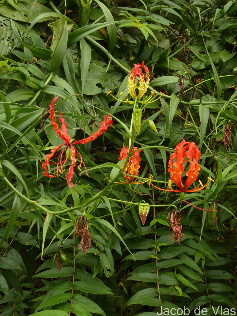 Gloriosa superba L.